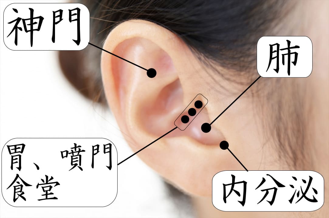 痩せる耳のツボ,神門,胃,噴門,食堂.肺,内分泌,