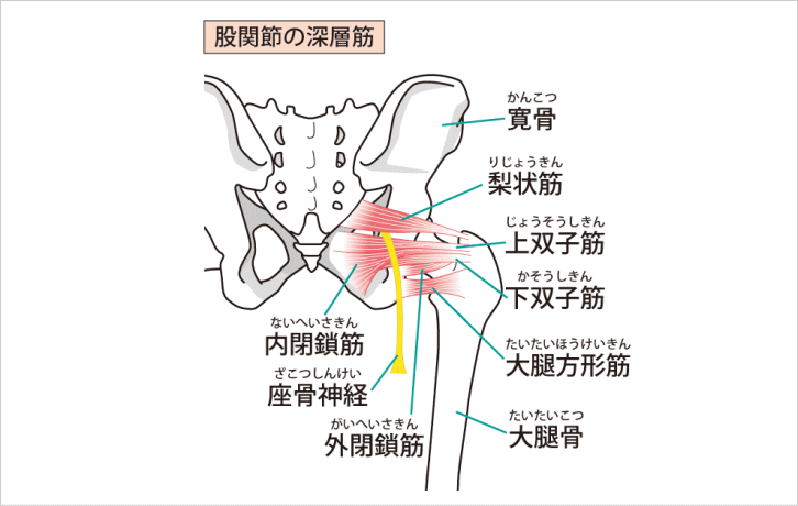 坐骨 神経痛 股関節